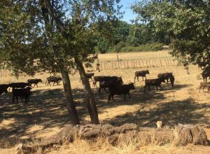 Rencontres d ete des 23 et 24 juillet