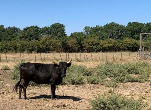 Rencontres d ete des 23 et 24 juillet